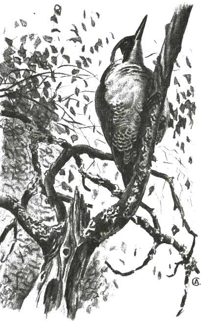 Хорюшка - _045.png