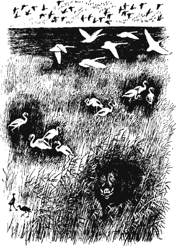 Умный дикобраз - i_010.png