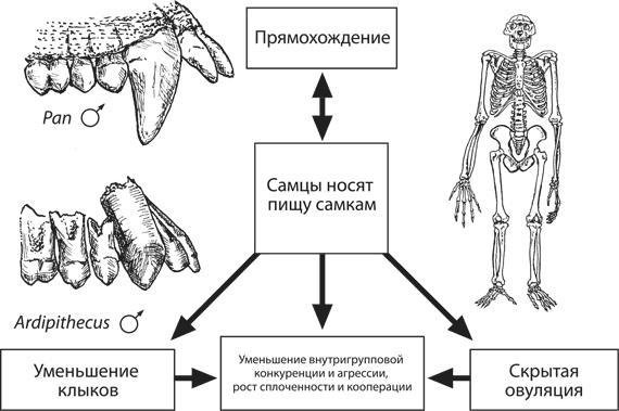 Эволюция человека. Книга 1. Обезьяны, кости и гены - i_010.jpg