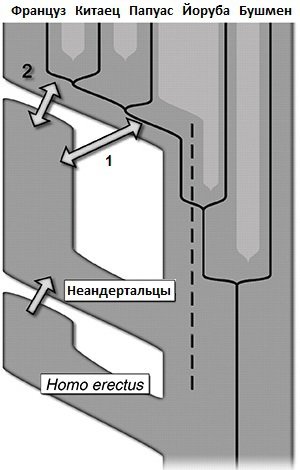 Эволюция человека. Книга 1. Обезьяны, кости и гены - i_046.jpg