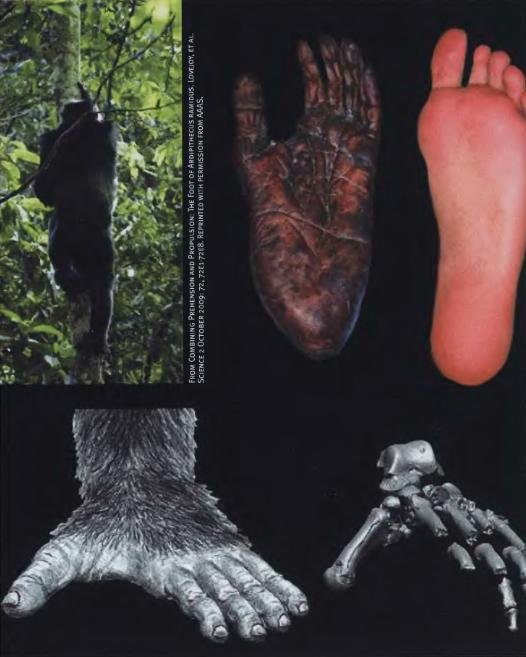 Эволюция человека. Книга 1. Обезьяны, кости и гены - i_066.jpg
