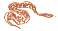Медовый дождь - i_049.png