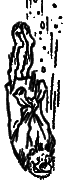 Понедельник начинается в субботу(1-е издание 1965г.) - clipboard44.png