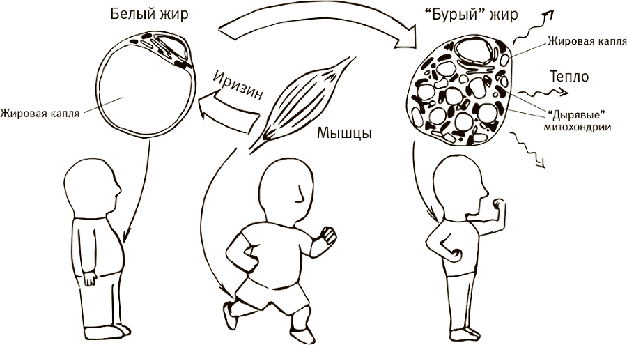 Кто бы мог подумать! Как мозг заставляет нас делать глупости. - i_011.png