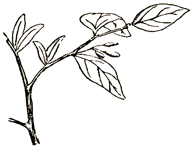 Маленькие дикари (Рисунки автора) - i_024.png