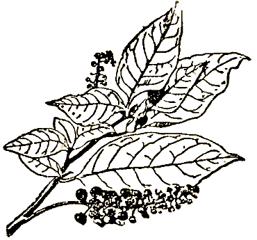 Маленькие дикари (Рисунки автора) - i_048.png