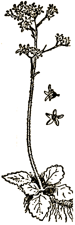 Маленькие дикари (Рисунки автора) - i_049.png