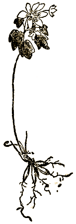 Маленькие дикари (Рисунки автора) - i_050.png
