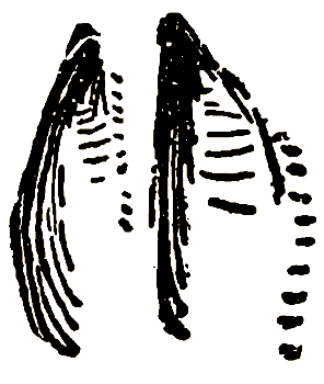 Маленькие дикари (Рисунки автора) - i_114.png