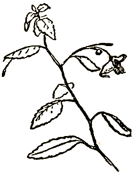 Маленькие дикари (Рисунки автора) - i_180.png