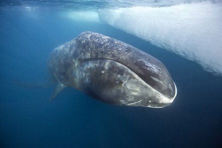 Приключения моряка Паганеля часть I - "Боцман и Паганель или Тайна полярного острова." (СИ) - pic_22.jpg