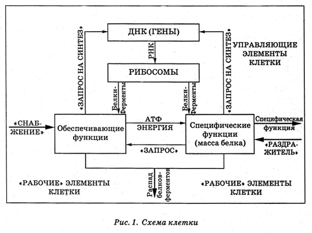 Энциклопедия Амосова. Алгоритм здоровья - i_002.png