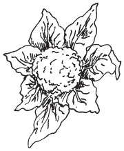 Полная энциклопедия фермера - i_146.png