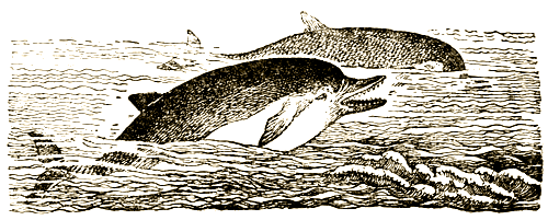Доктор Айболит [Издание 1936 г.] - i_061.png