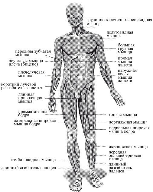 Краткий справочник необходимых знаний - i_169.jpg