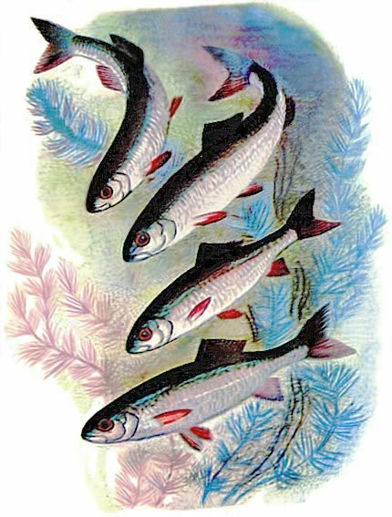 В лесах счастливой охоты - i_143.jpg