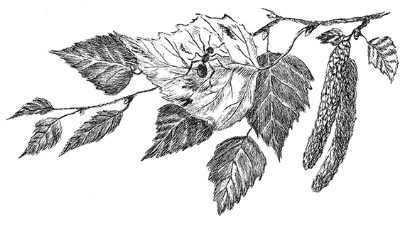 Лесные разведчики (сборник) - i_007.png