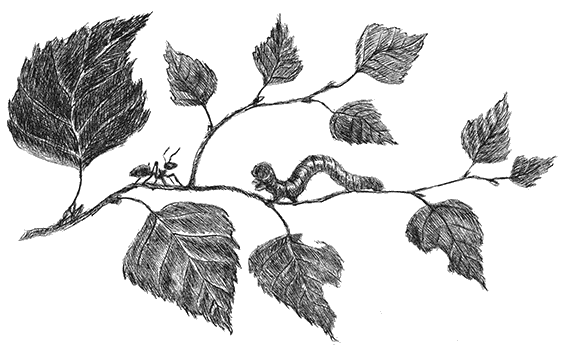 Лесные разведчики (сборник) - i_010.png