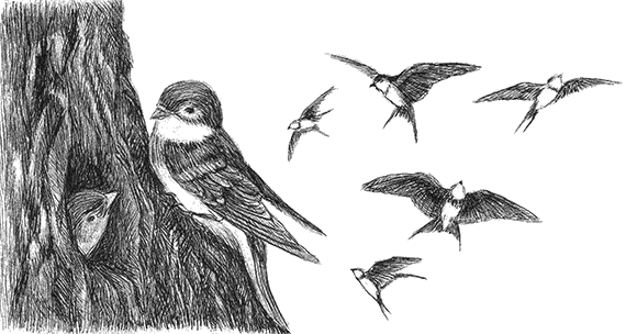 Лесные разведчики (сборник) - i_014.png