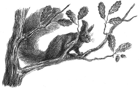 Лесные разведчики (сборник) - i_016.png