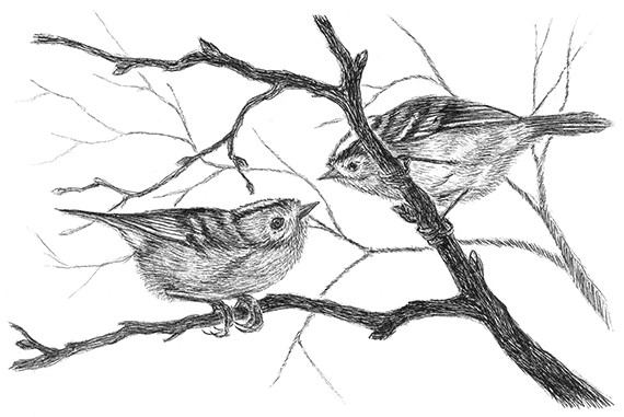 Лесные разведчики (сборник) - i_019.png