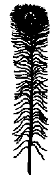 Что я видел (сборник) - i_151.png