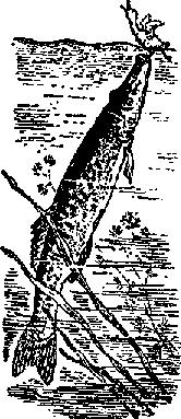 Что я видел (сборник) - i_233.png