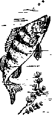 Что я видел (сборник) - i_298.png