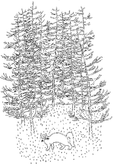 Сказки о животных (сборник) - i_044.png