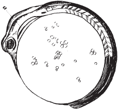 Все о рыбалке (сборник) - _158.png