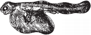 Все о рыбалке (сборник) - _160.png