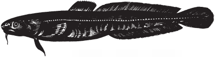 Все о рыбалке (сборник) - _164.png