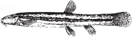 Все о рыбалке (сборник) - _181.png
