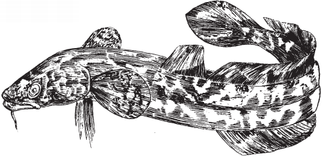 Все о рыбалке (сборник) - _194.png