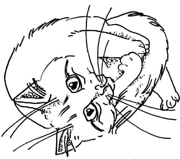 Кошки как дети - i_005.jpg