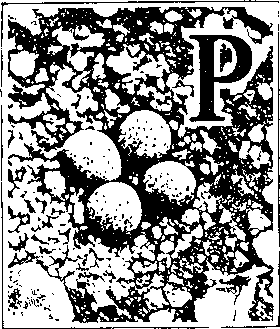 На речных берегах - image036.png