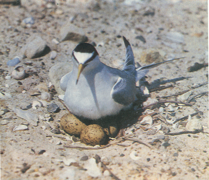 На речных берегах - image064.png
