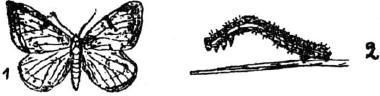 Ягодники. Руководство по разведению крыжовника и смородины - _77.png
