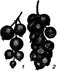 Ягодники. Руководство по разведению крыжовника и смородины - _103.png