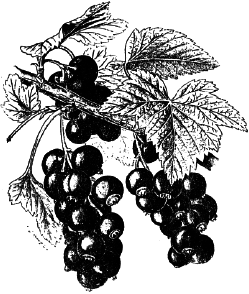 Ягодники. Руководство по разведению крыжовника и смородины - _105.png