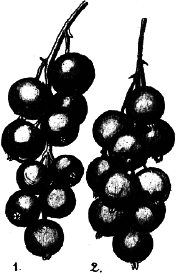 Ягодники. Руководство по разведению крыжовника и смородины - _106.png
