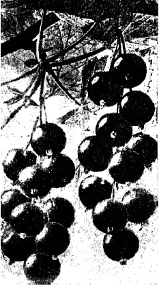 Ягодники. Руководство по разведению крыжовника и смородины - _107.png