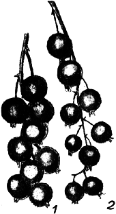 Ягодники. Руководство по разведению крыжовника и смородины - _108.png
