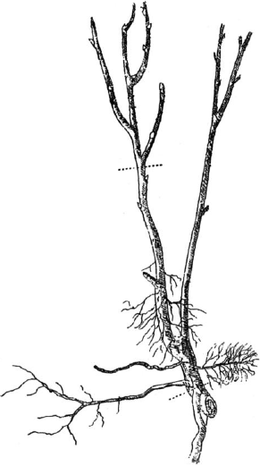 Ягодники. Руководство по разведению крыжовника и смородины - _117.png