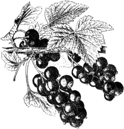 Ягодники. Руководство по разведению крыжовника и смородины - _84.png