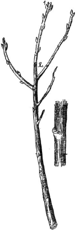Ягодники. Руководство по разведению крыжовника и смородины - _98.png