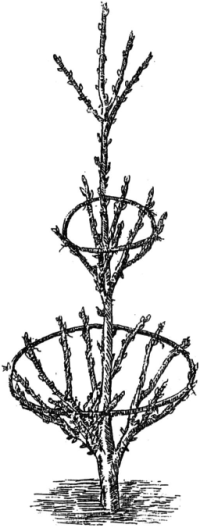 Ягодники. Руководство по разведению крыжовника и смородины - _128.png
