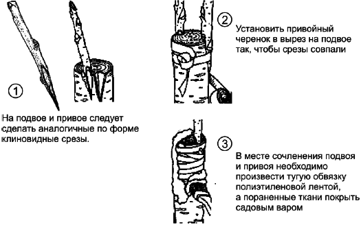 Ягодники. Руководство по разведению крыжовника и смородины - _136.png