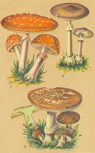 Загадки ядовитых растений - _29.jpg