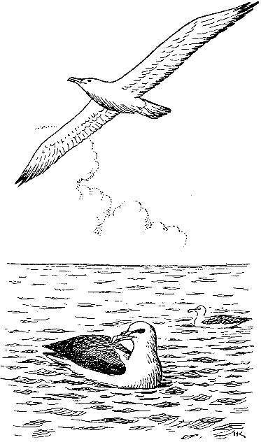 Море живёт - _41.jpg